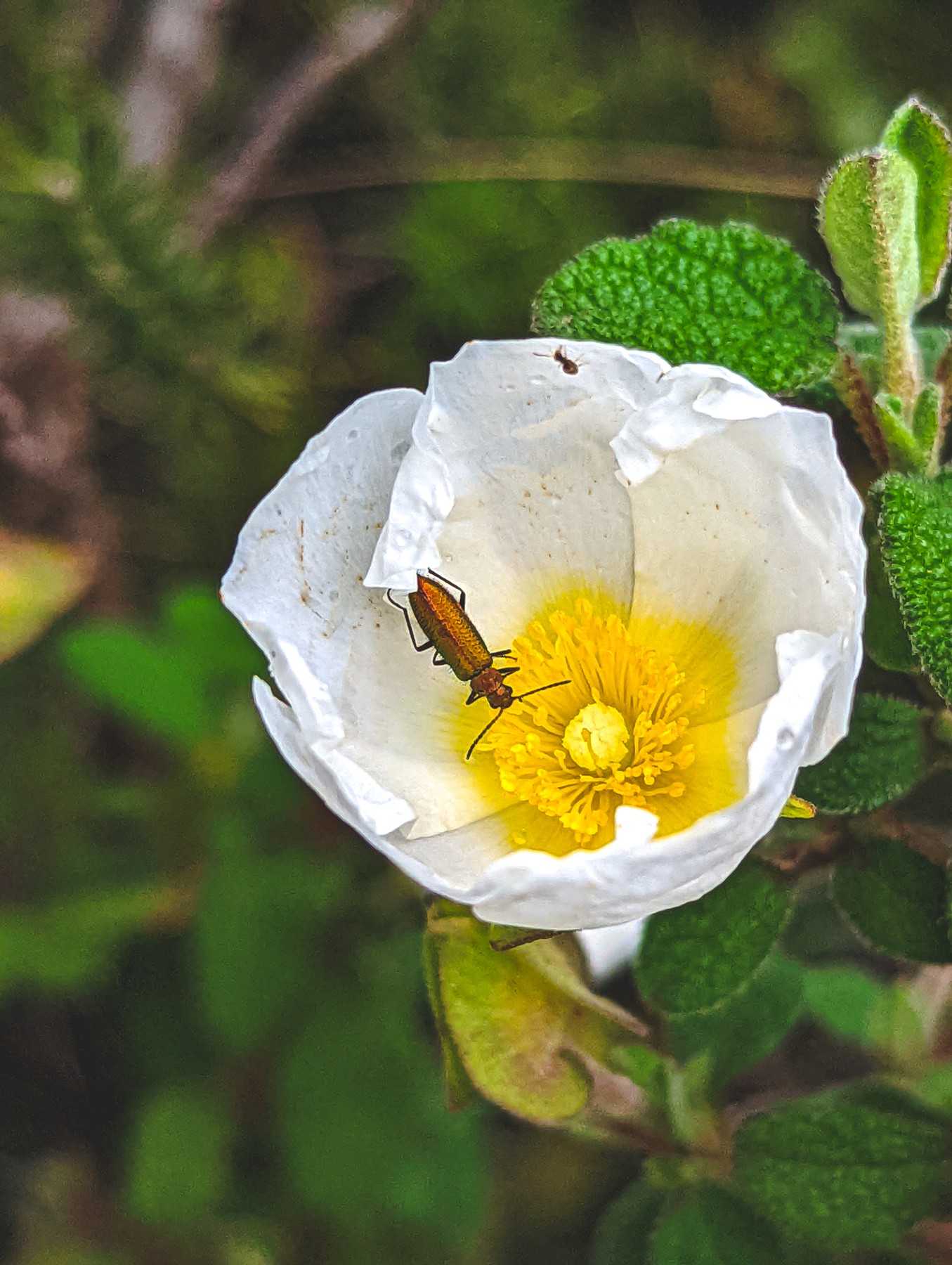 Local hiking Marxuquera